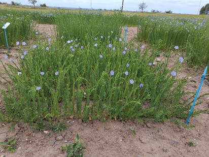 Click for 1 image(s) for this accession.